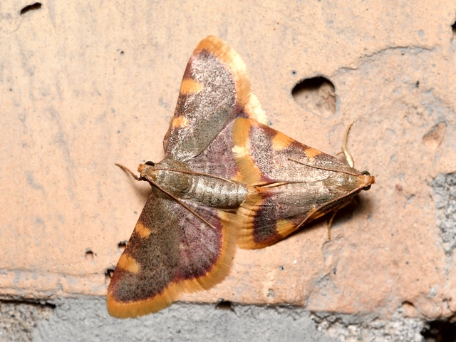 Hypsopygia costalis - szénailonca
