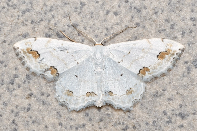Scopula ornata - díszes fehéraraszoló