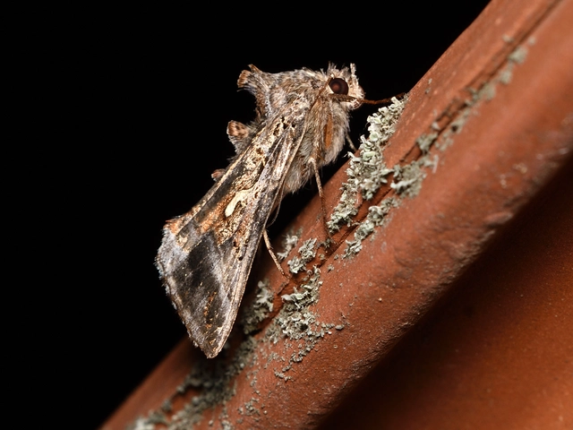 Autographa gamma - gammalepke