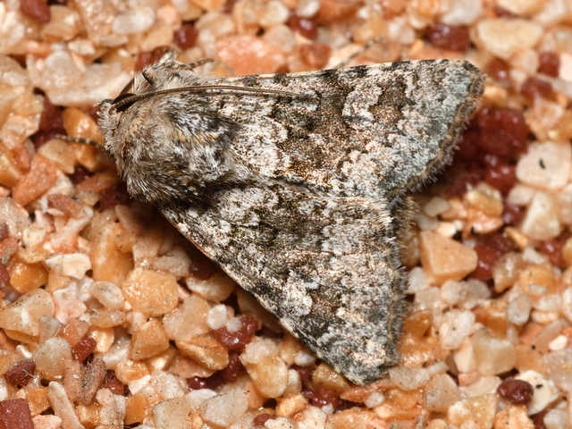 Hecatera dysodea - parajbagoly