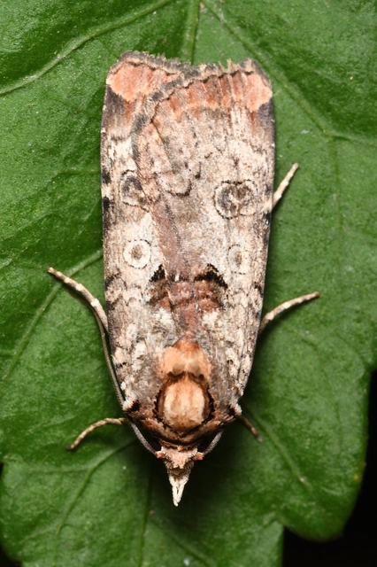 Epilecta linogrisea - karcsú sárgafűbagoly