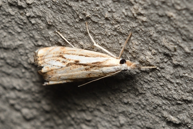 Catoptria falsella - hálós fűgyökérmoly