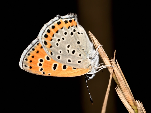 Lycaena thersamon - kis tűzlepke