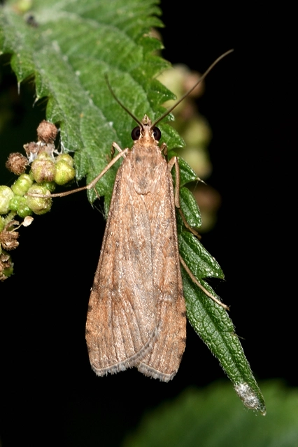 Nomophila noctuella - közönséges vándormoly