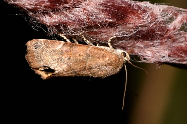 Cosmia affinis - barna lombbagoly