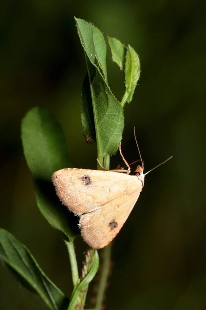 Rivula sericealis - selymes lórombagoly