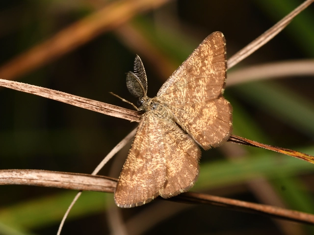 Ematurga atomaria - barna rétiaraszoló