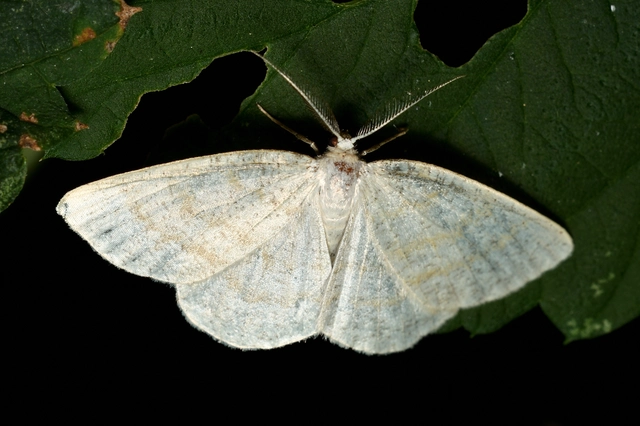 Cabera exanthemata - pettyes égeraraszoló