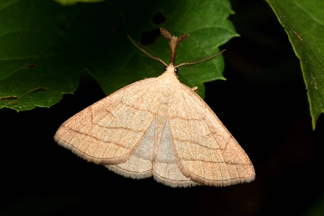 Polypogon tentacularia - sötétaljú karcsúbagoly