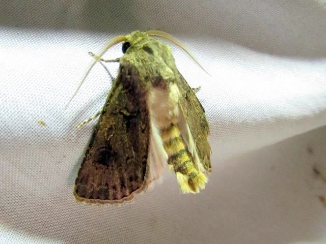 Agrotis bigramma - kétjegyű földibagoly