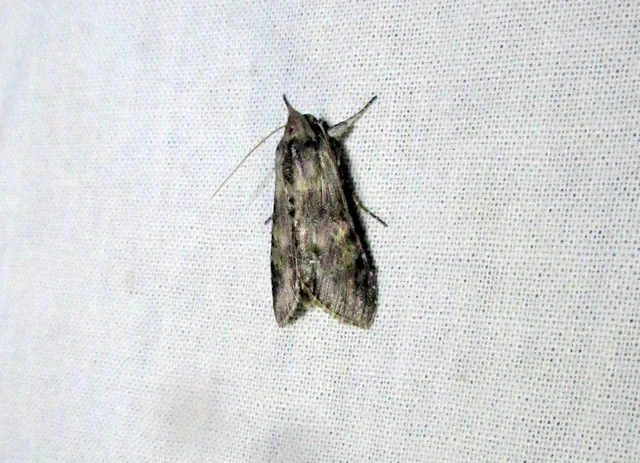 Cucullia xeranthemi - vasvirág-csuklyásbagoly
