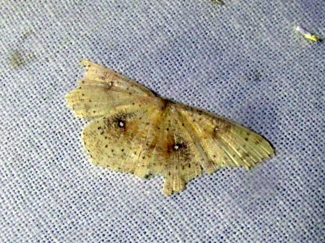 Cyclophora porata - körös pettyesaraszoló