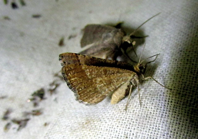 Tephrina murinaria - egérszínű araszoló