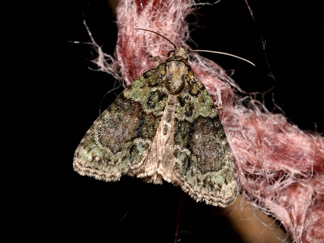Cryphia algae - sárgászöld zuzmóbagoly