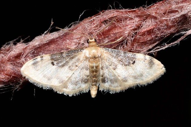 Idaea filicata - sötéttövű apróaraszoló