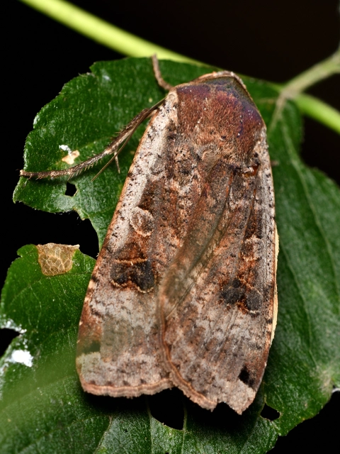 Noctua pronuba - nagy sárgafűbagoly