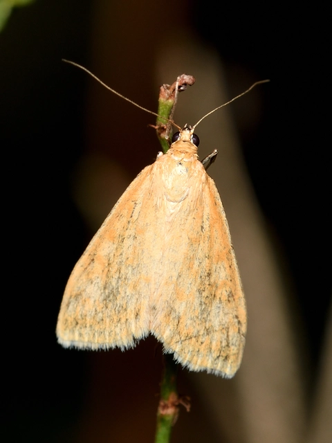Sitochroa verticalis - világossárga dudvamoly