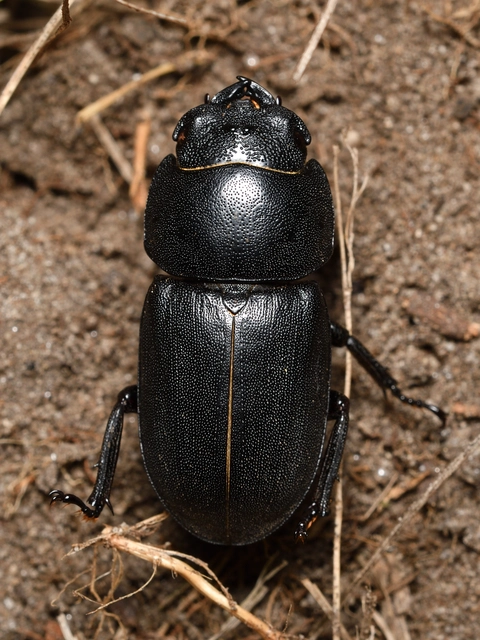Dorcus parallelipipedus - kis szarvasbogár