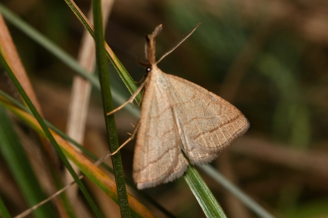 Polypogon tentacularia - sötétaljú karcsúbagoly