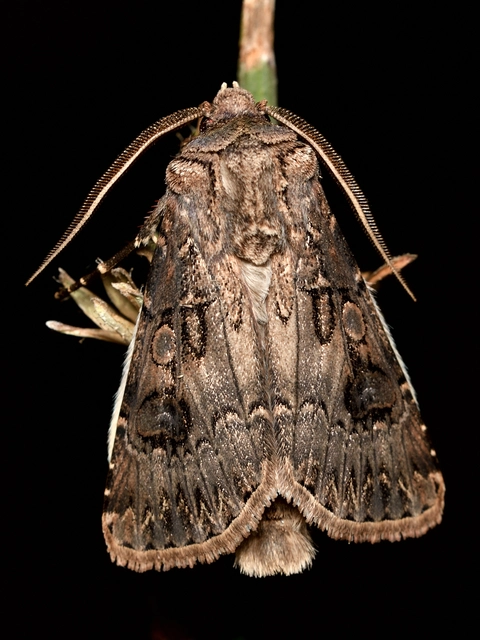 Agrotis bigramma - kétjegyű földibagoly