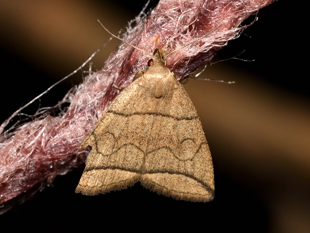 Herminia grisealis - ligeti karcsúbagoly