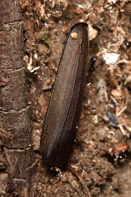 Aegosoma scabricorne - diófacincér