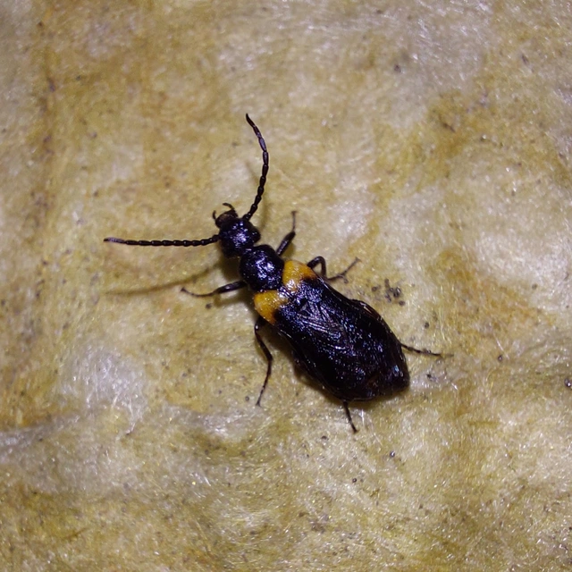 Sitaris muralis - pirosvállú méhbogár