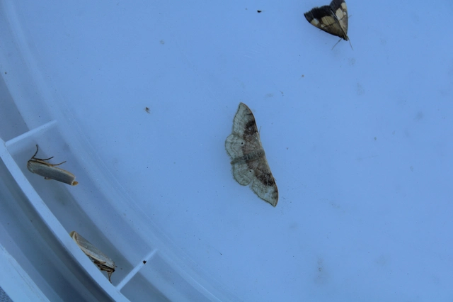 Idaea degeneraria - barnasávos araszoló