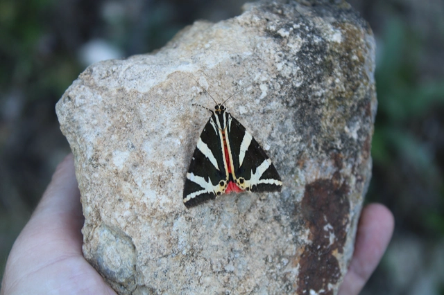 Euplagia quadripunctaria - csíkos medvelepke