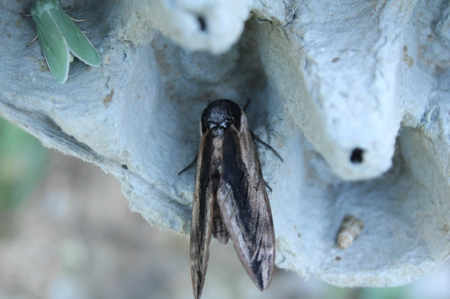 Sphinx ligustri - fagyalszender