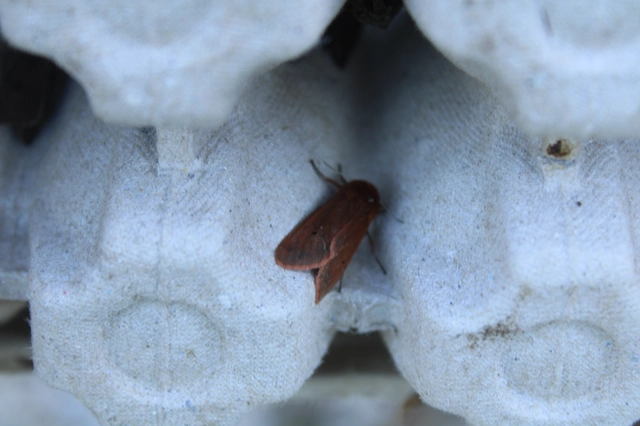 Phragmatobia fuliginosa - füstös medvelepke