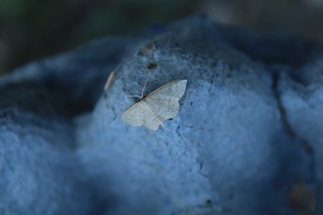 Idaea obsoletaria rufularia - sárgás apróaraszoló