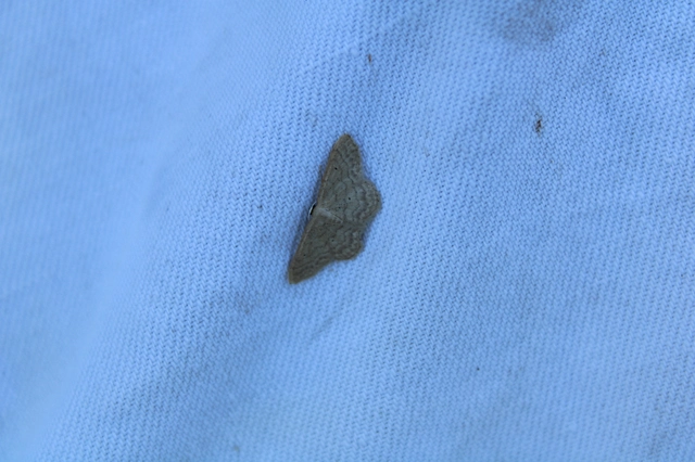 Idaea obsoletaria rufularia - sárgás apróaraszoló