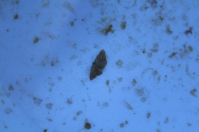 Idaea obsoletaria rufularia - sárgás apróaraszoló