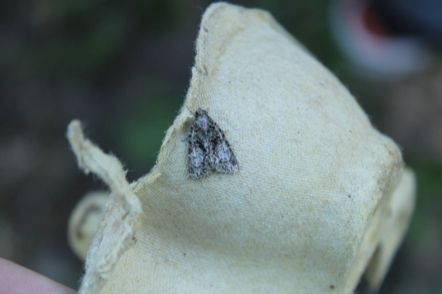 Cryphia algae - sárgászöld zuzmóbagoly