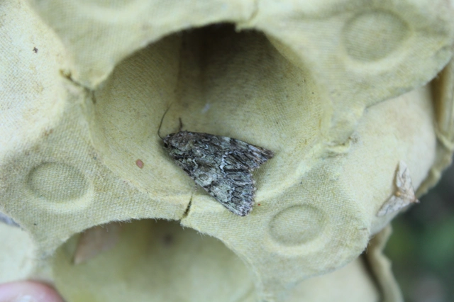 Polyphaenis sericata - selyemfényű erdeibagoly