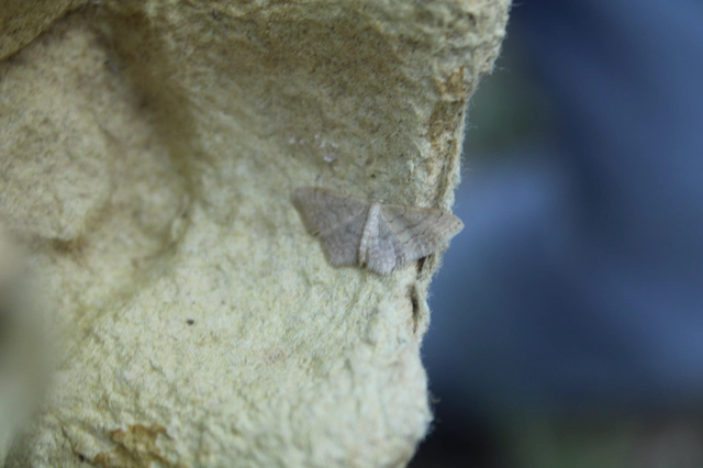 Idaea obsoletaria rufularia - sárgás apróaraszoló