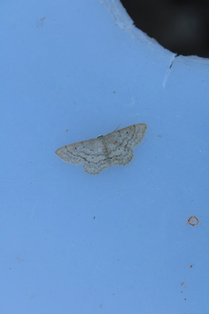 Idaea obsoletaria rufularia - sárgás apróaraszoló
