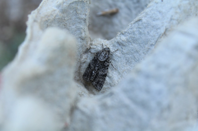 Acronicta rumicis - sóska-szigonyosbagoly