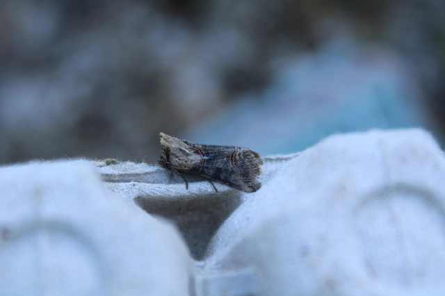 Abrostola triplasia - közönséges csalánbagoly