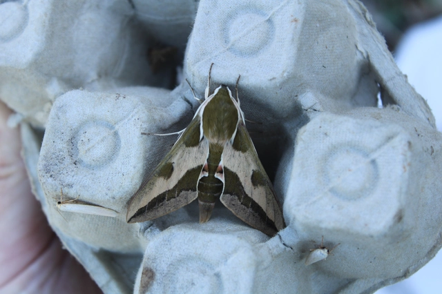 Hyles euphorbiae - kutyatejszender