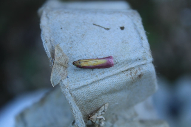 Oncocera semirubella - lucernamoly