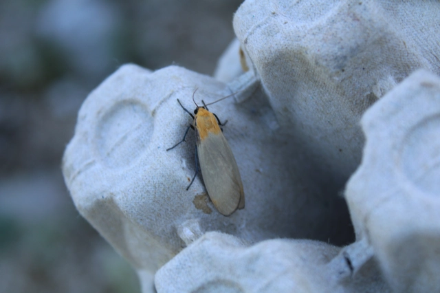 Lithosia quadra - négypettyes zuzmószövő