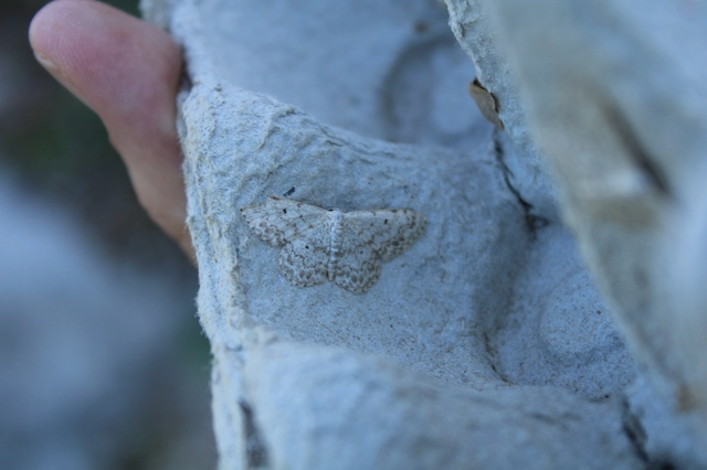 Scopula marginepunctata - pettyes sávosaraszoló