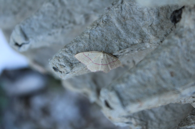 Rhodostrophia vibicaria - pirosszélű araszoló