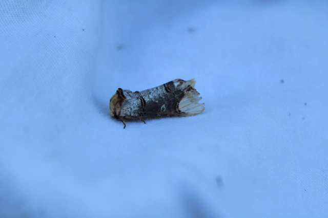 Phalera bucephala - sárgafoltos púposszövő