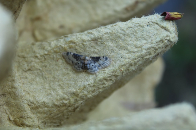 Idaea filicata - sötéttövű apróaraszoló