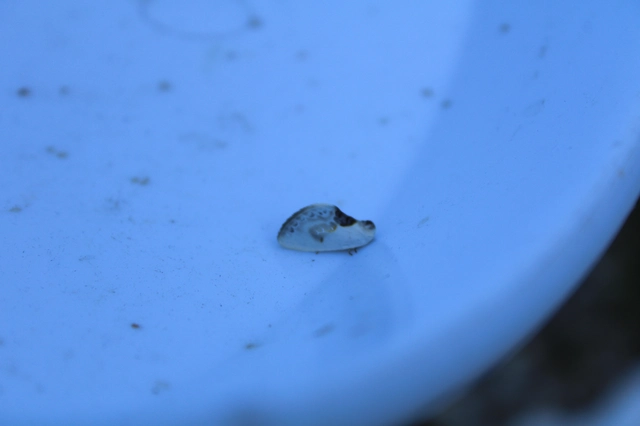 Cilix glaucata - törpe sarlósszövő