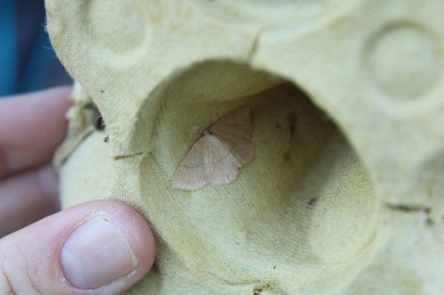 Cyclophora ruficiliaria - vörösrojtú pettyesaraszoló