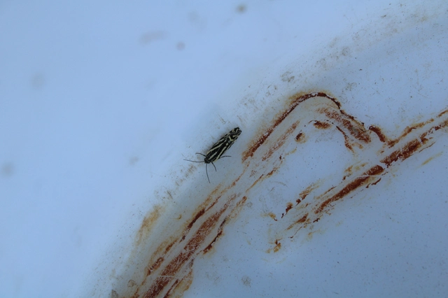 Emmelia trabealis - zebrabagoly